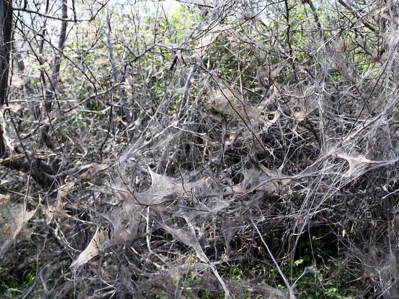 Обработка деревьев против горностаевой моли начнется в Иркутске 17 мая