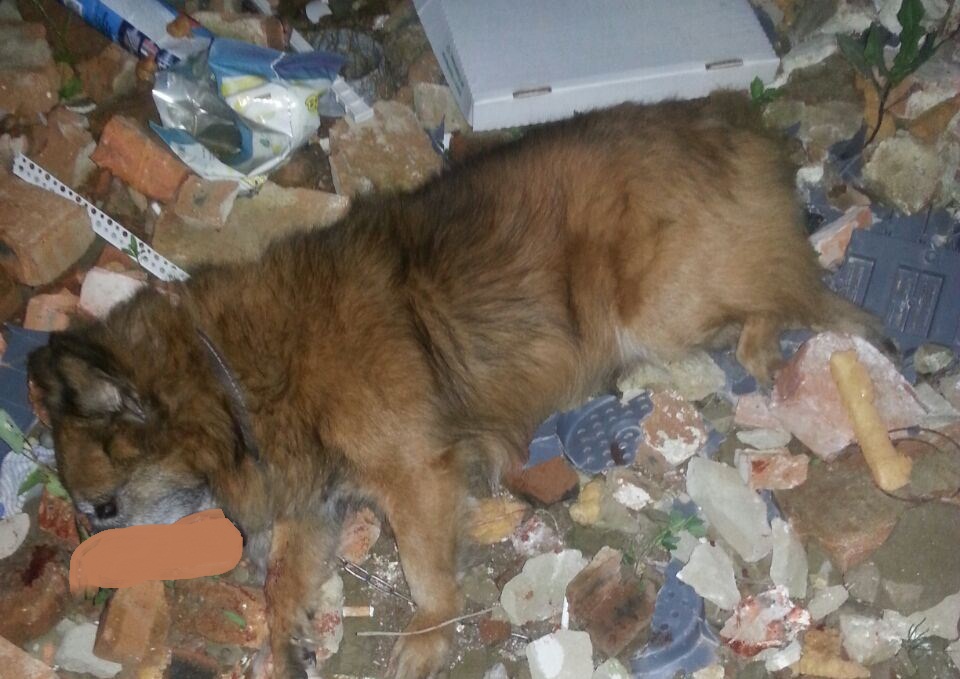 Озверевшие хозяева выкинули свою собаку из окна пятого этажа в Биробиджане