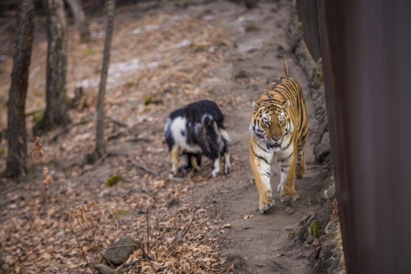 Приморский сафари-парк опубликовал видео новой пары - тигрицы Уссури и козла Тура