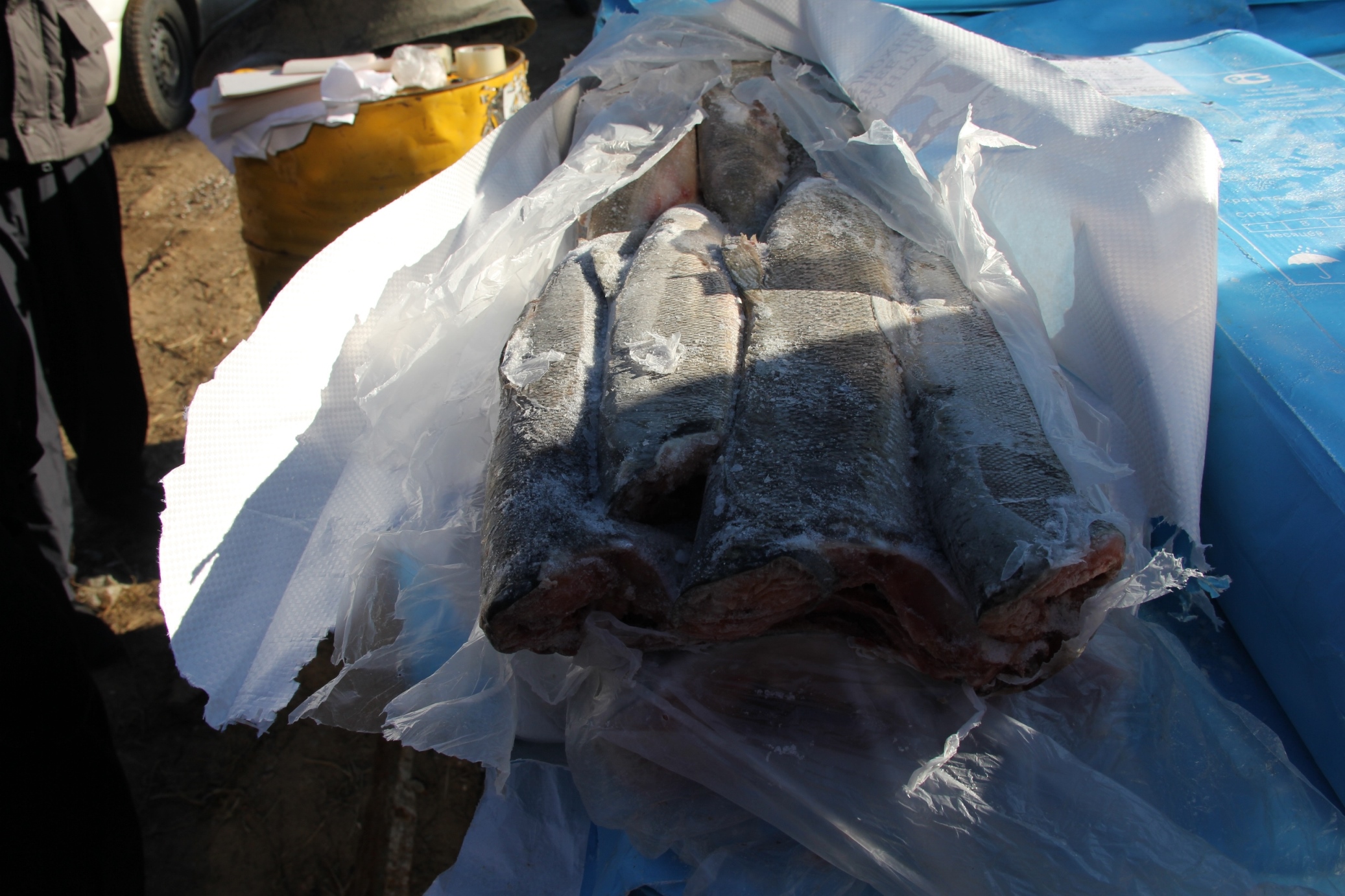 Уголовное дело по факту незаконной добыче членами ОПГ рыбы в Хабаровском крае ушло в суд