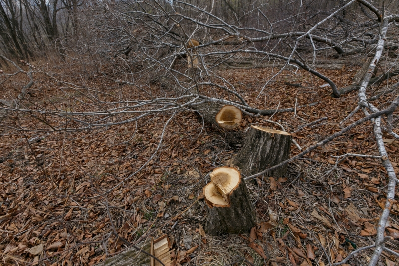 Деревья в сквере на бульваре Постышева срубили с легкой руки мэрии Иркутска