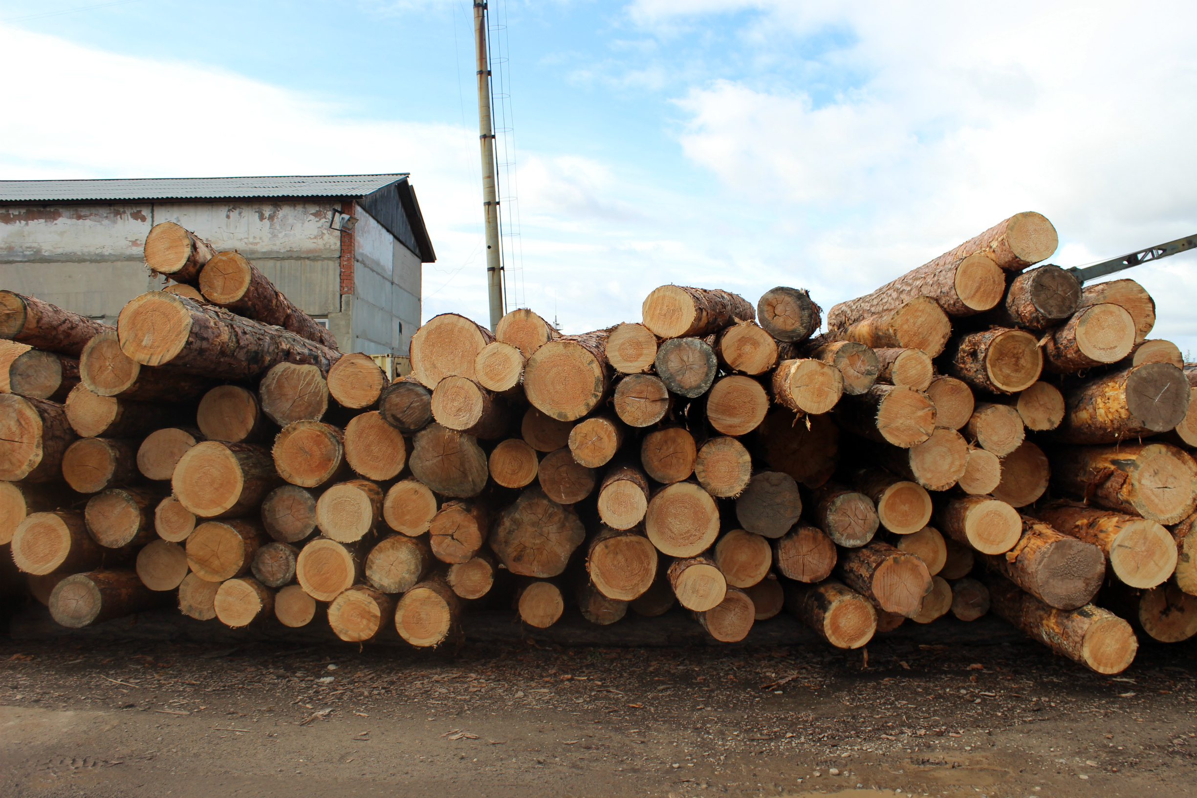 Опыт Приангарья по маркировке древесины могут распространить на другие регионы РФ 