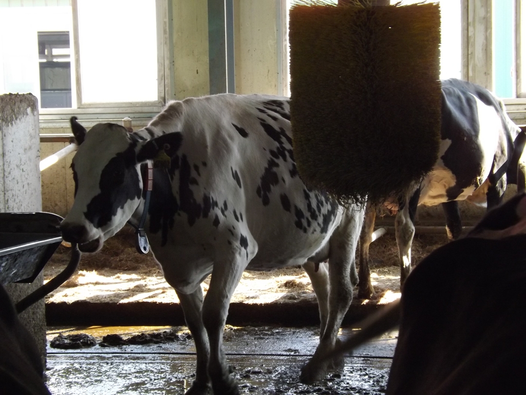 Захотела корова почесать бока и пошла прямиком из стойла на эту процедуру, Фото с места события собственное