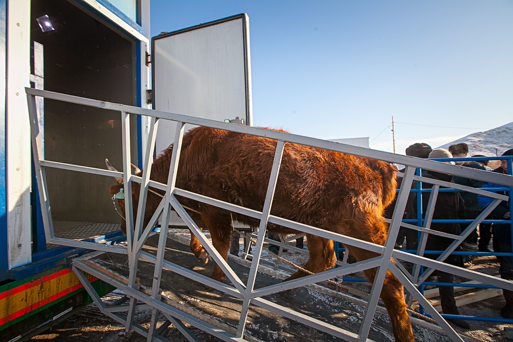 Первый и пока единственный передвижной убойный цех для скота появился в Бурятии, Фото с места события собственное