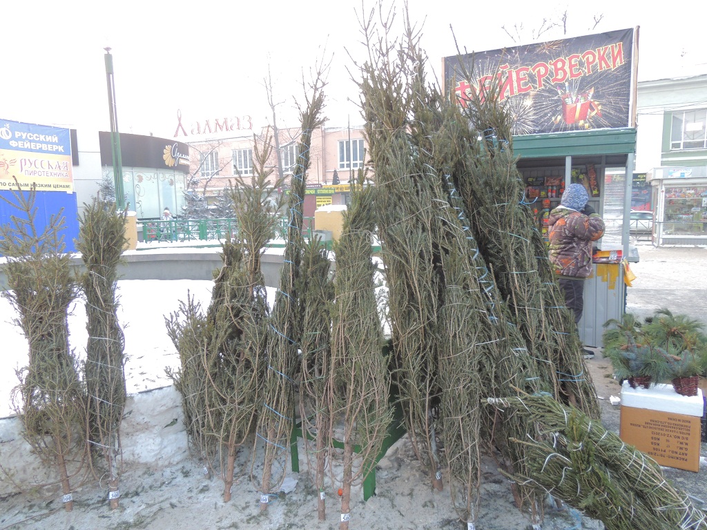 Почти вдвое подешевели новогодние елки в Иркутске с прошлого года