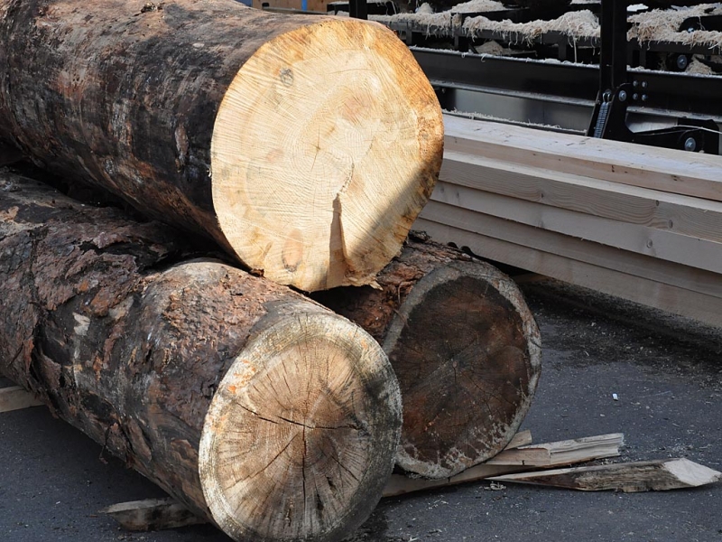 Более 190 млн рублей поступило в бюджет Бурятии от использования лесных ресурсов
