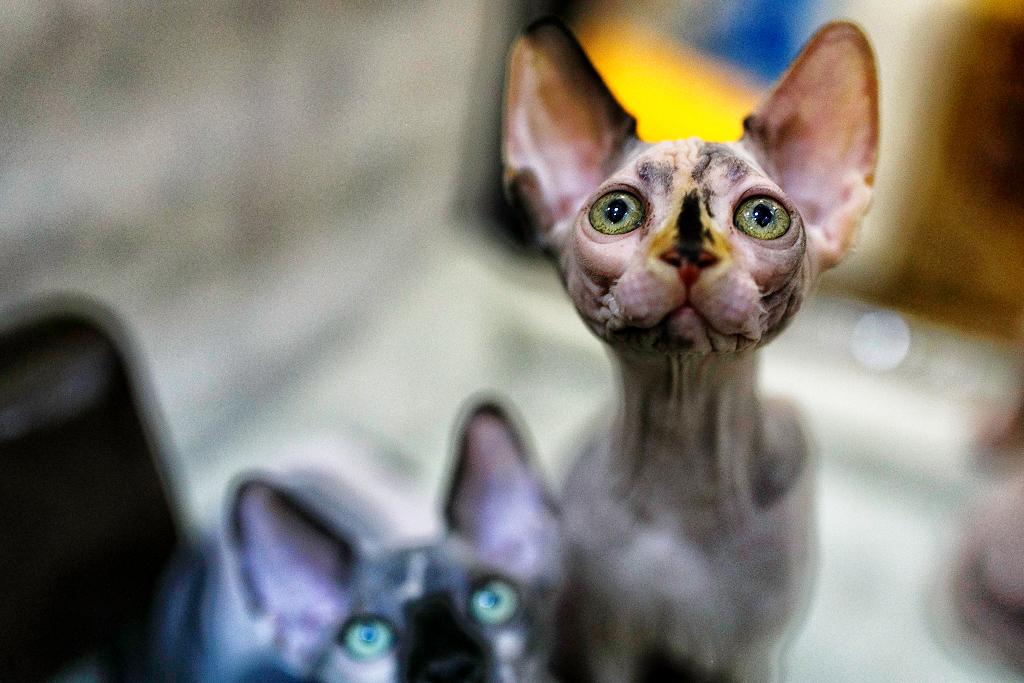 Кошек и котов разных пород представили их хозяева на выставке во Владивостоке