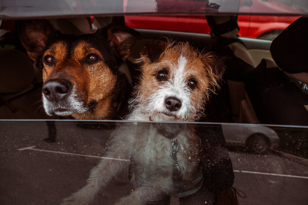Автопробег зоозащитников за стерилизацию животных прошел во Владивостоке