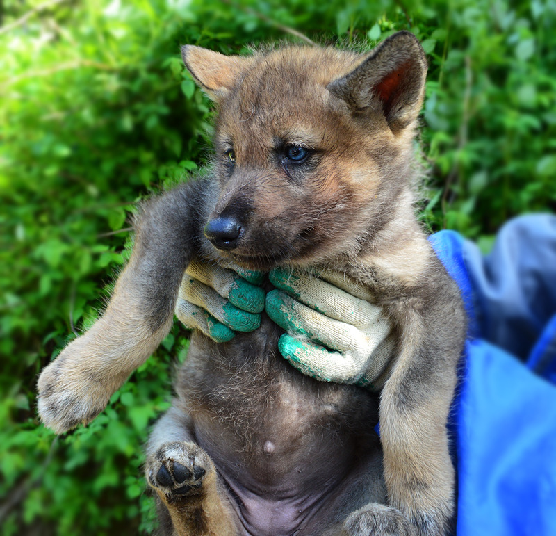 В семье трехногого волка в Сахалинском зоопарке появилось долгожданное потомство 