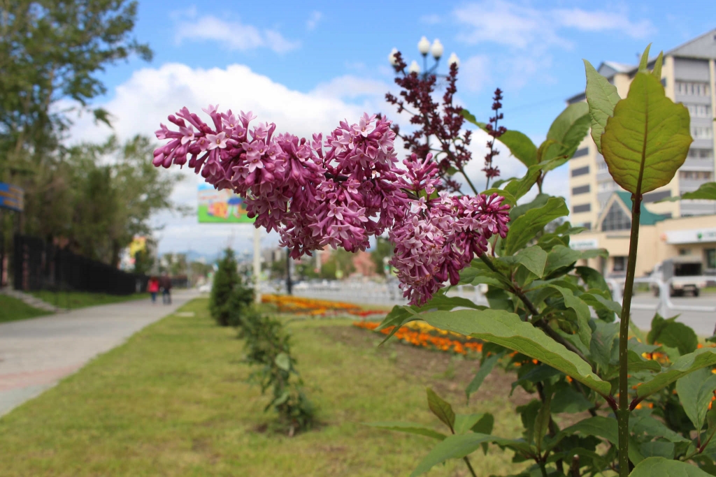 Масштабные работы по озеленению запланированы в Южно-Сахалинске на ближайшие пять лет