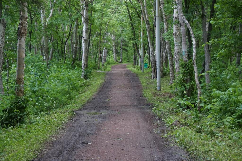 В парке имени Гагарина уничтожают краснокнижные растения - 