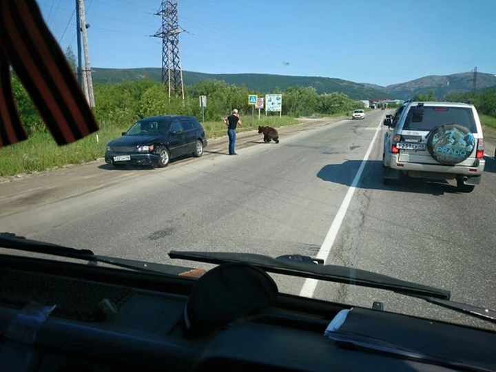 Медведя сбили на дороге в Магадане