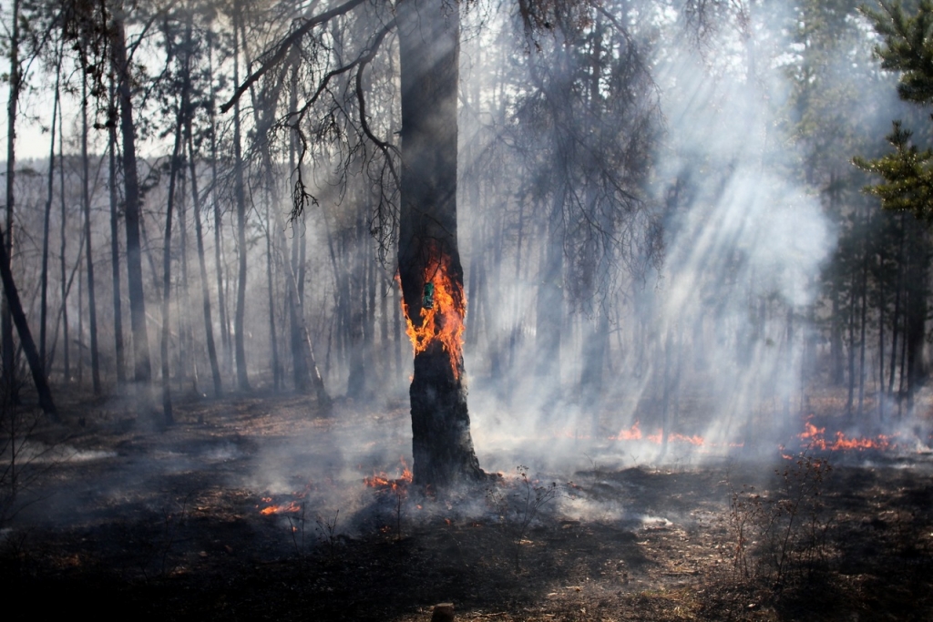 Из-за лесных пожаров режим ЧС ввели в двух районах Якутии