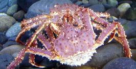 Динамика добычи крабов наблюдается в Японском море afsc.noaa.gov