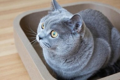 6060398.jpg
