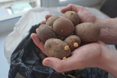 Колорадский жук сгорел на глазах за сутки: опрыскал природным %22коктейлем%22 — и мерзкому вредителю каюк до конца лета