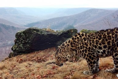 Недовольный дождём: леопард из Приморья показал "кошачью физиономию"