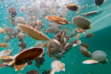 ВМТП выпустил молодь гребешка в Японское море Пресс-служба FESCO