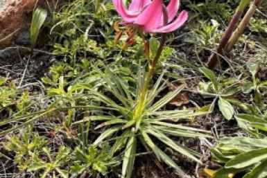 Лилия поникающая (Lilium cernuum) пресс-служба ФГБУ &quotЗемля леопарда&quot