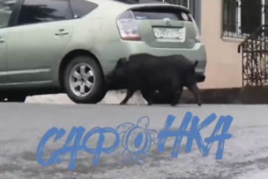 Охотнадзор: кабан на улице Владивостока оказался домашней вьетнамской свиньёй