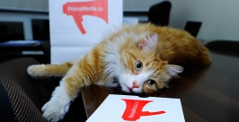 Кота готов &quotусыновить&quot театр кошек Куклачева РИА PrimaMedia