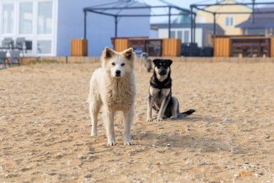 Новость дня