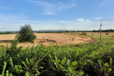 6316537.jpg