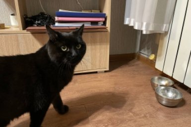 Чем кормили кошек в СССР: что советовали ветеринарные справочники