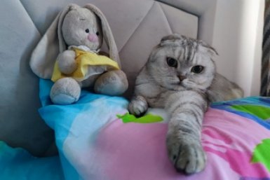 Можно ли спать с кошкой на одной подушке - в давнем споре кошатников поставлена точка