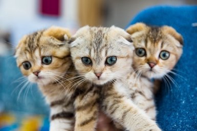 Хищник, жертва и одиночка: эти 3 питомца никогда не уживутся в одной квартире — и вот почему