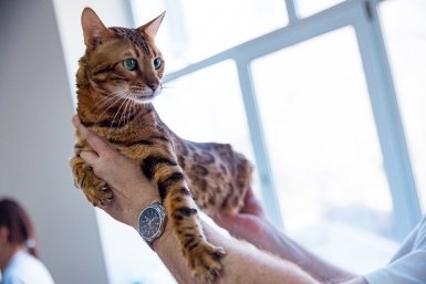 Понимает ли кошка, что ее любят или все ласки бесполезны: ответ экспертов