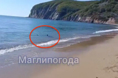 "Прямо у берега": на пляж в Приморье приплыли огромные акулы – кадры