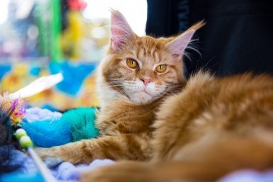 Купила этого котика и пожалела через месяц: 3 вещи, о которых не рассказывают заводчики и интернет