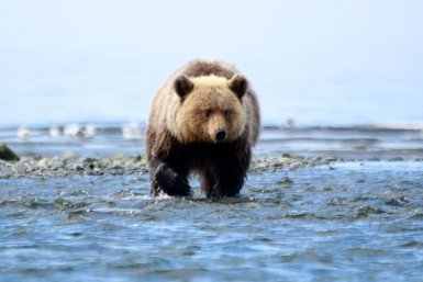 Медведь попытался ворваться в школьную столовую в Иркутской области