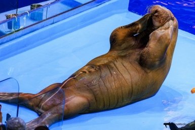 Моржу Мише уже пора давать разряд по упражнению на пресс ИА PrimaMedia