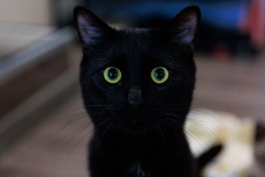 Котики в антикафе ИА PrimaMedia