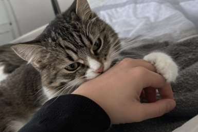 Кошка наслаждалась лаской — и вдруг укусила: вот в чём причина