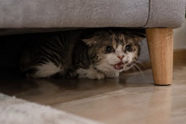 Кот жалобно мяукает и прячется: что это может значить