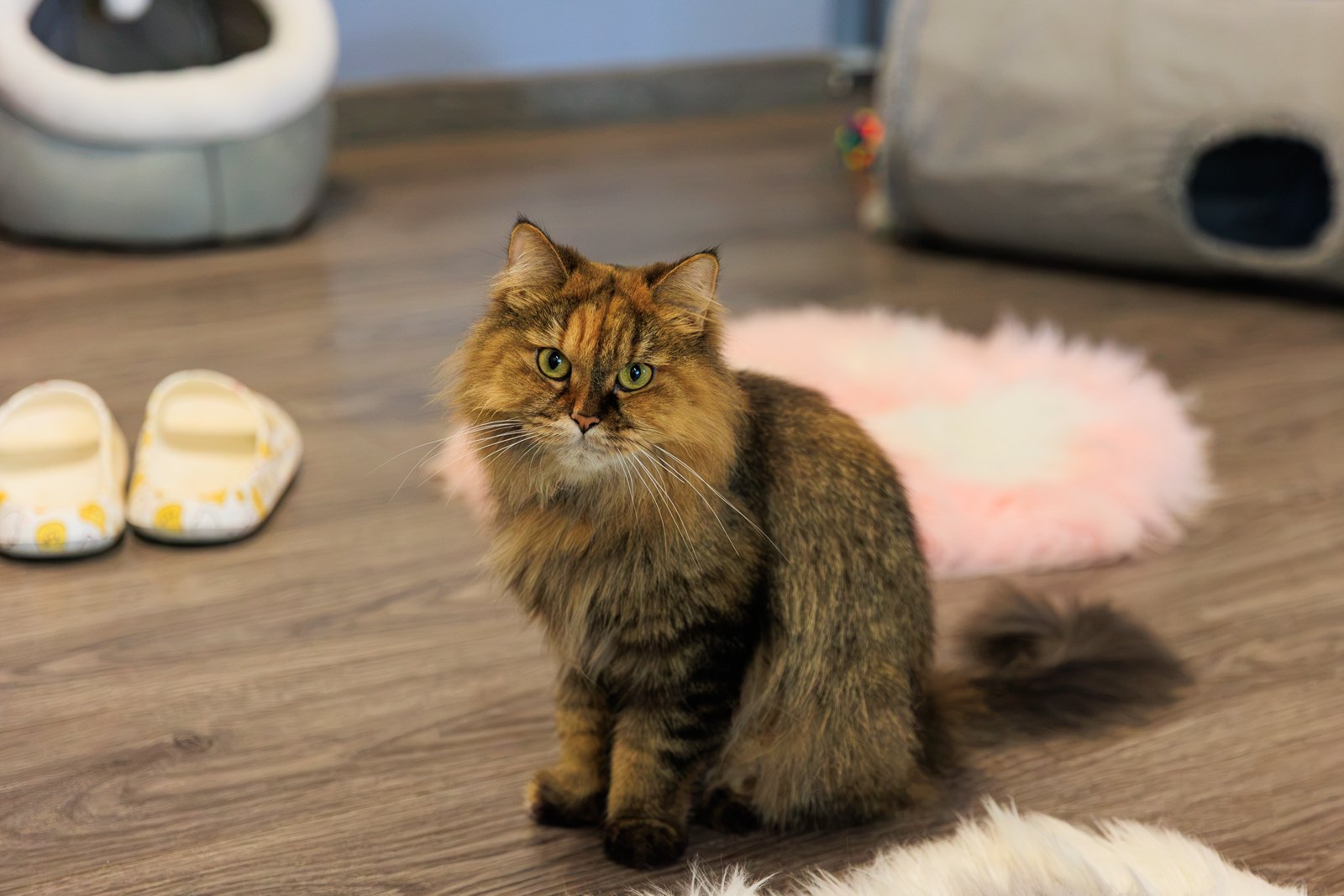 5 жестов, которые понимают почти все кошки — не только "кис‑кис"