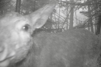 Любопытный "Пятачок": пятнистый олень исследовал фотоловушку в "Земле леопарда"