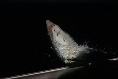 У Большого Камня рыбаки десять часов боролись с трехметровой акулой