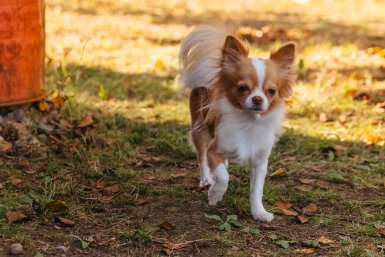 Солнце, облака и южный ветер: какая погода ждёт Приморье 29 октября