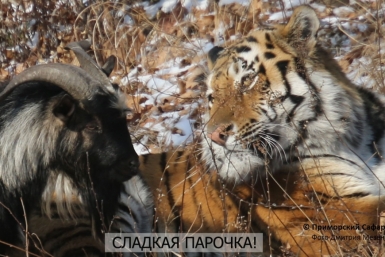 Дружба тигра и козла Приморский сафари-парк