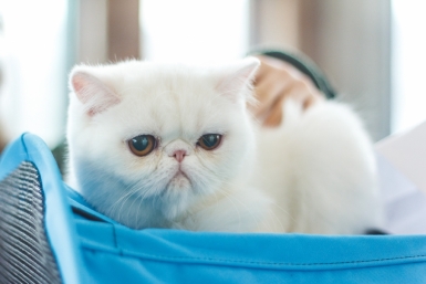 Кошка РИА PrimaMedia