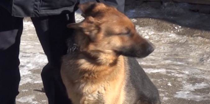 Cлужебная собака Люта из Ангарска помогла раскрыть грабеж по горячим следам