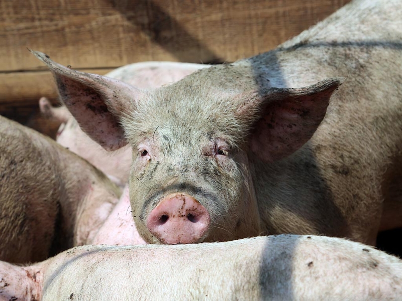 Карантин по африканской чуме свиней отменили в Иркутской области