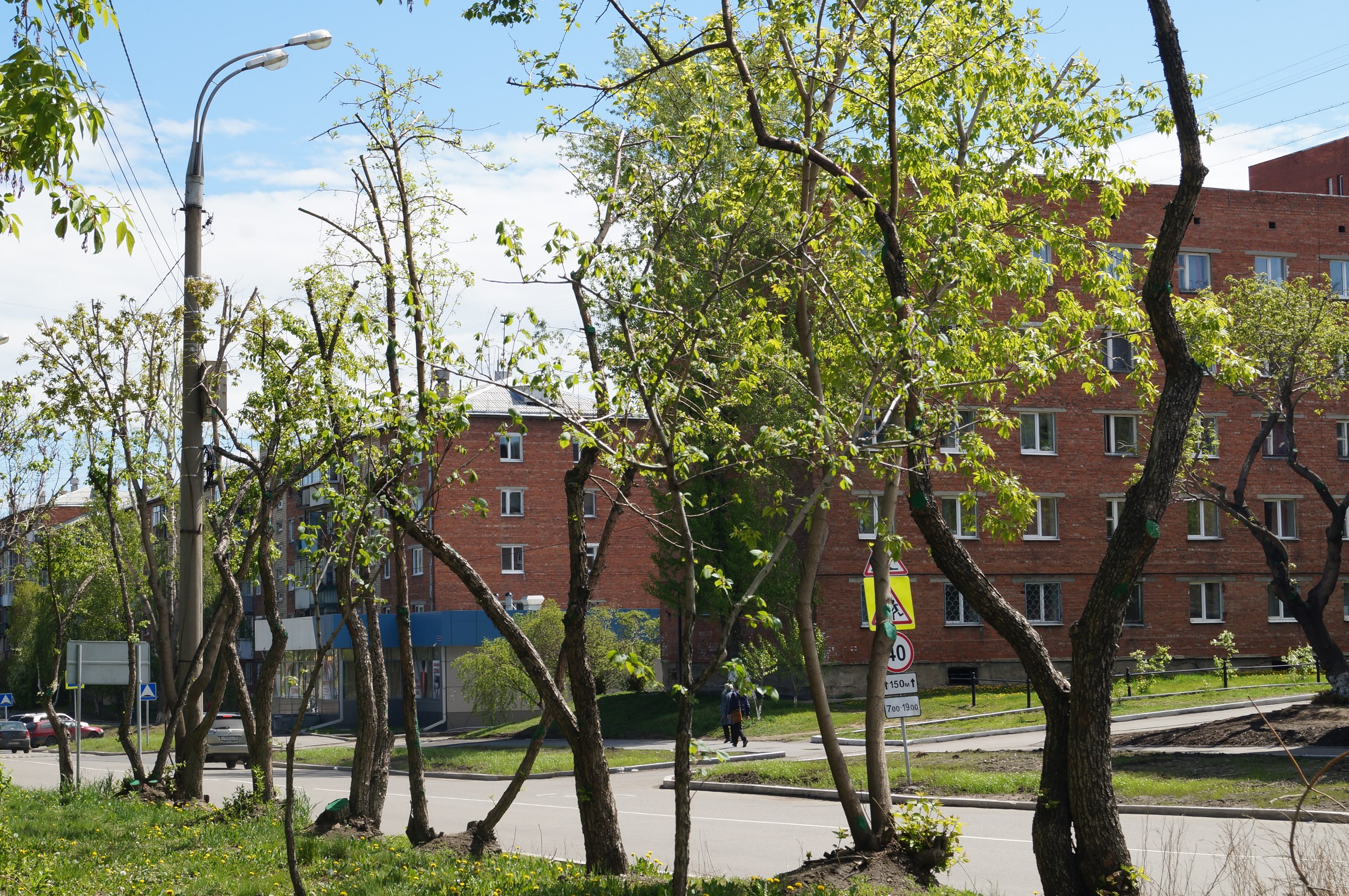 Липы, вязы и тополя высадят в Иркутске вместо аварийных деревьев