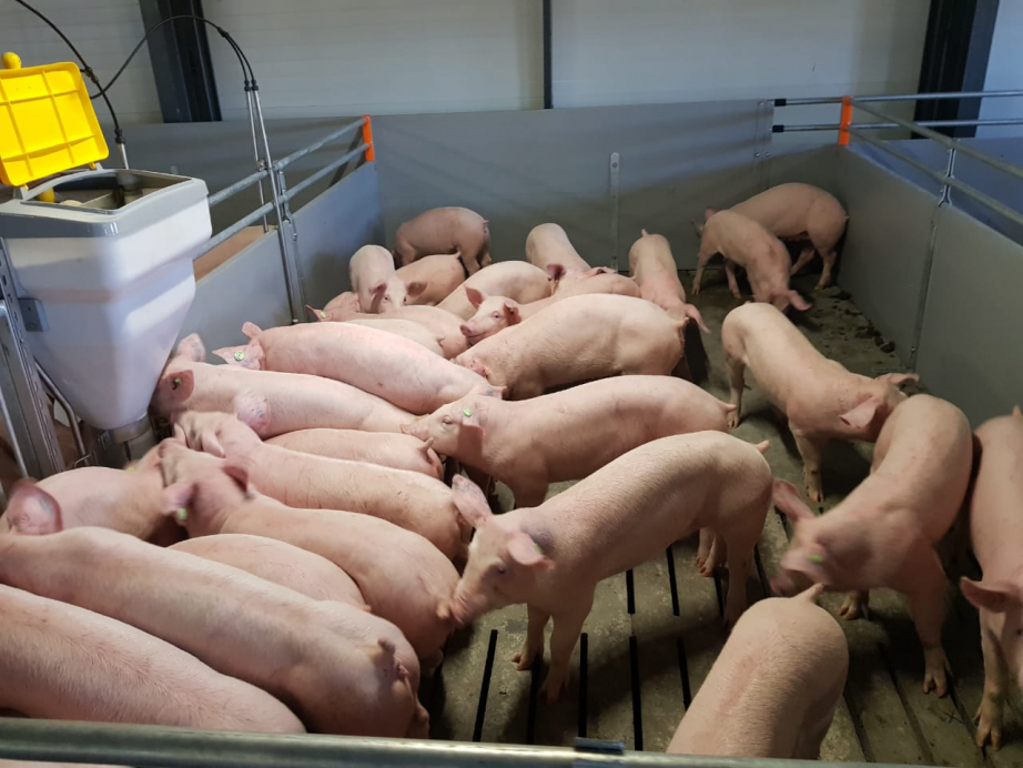 «Скифагро-ДВ» завезет в Хабаровский край 1200 свиней из Канады