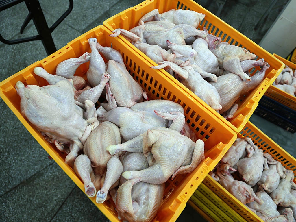 Куры ИА PrimaMedia