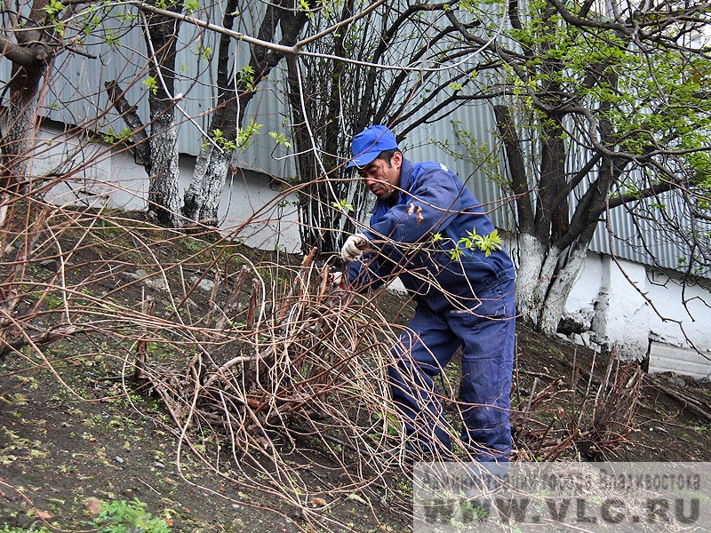 Специалисты МБУ "Горзеленстрой" высадили склон по Океанскому проспекту
